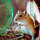 Image for article titled Lax PetSmart Background Check Allows Deranged Gerbil To Slip Through The Cracks